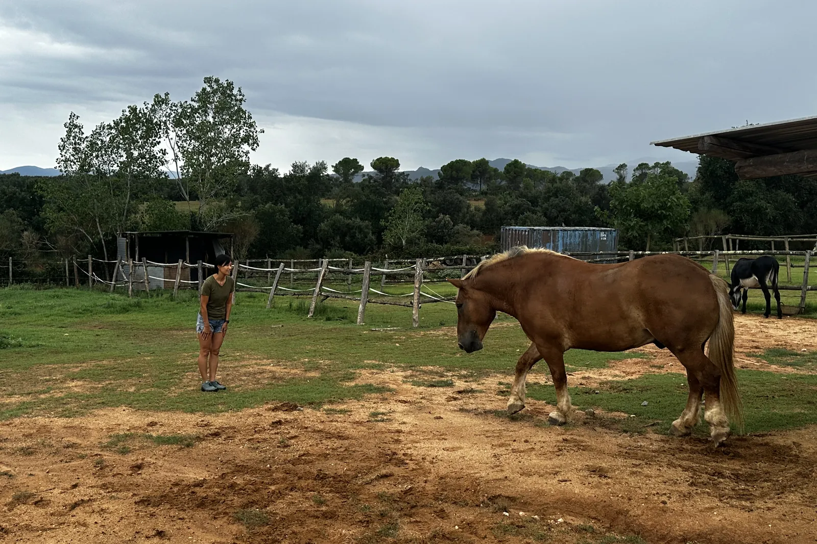 Cómo un niño aprende a poner límites guiando a un caballo de 500 kg