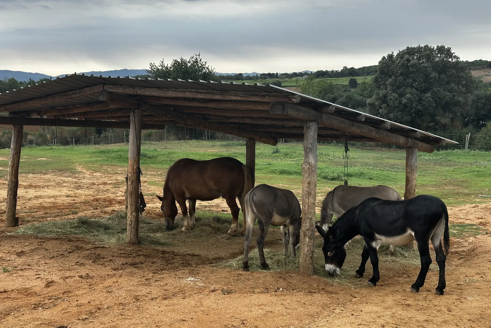 El refugi d'ombra de la manada