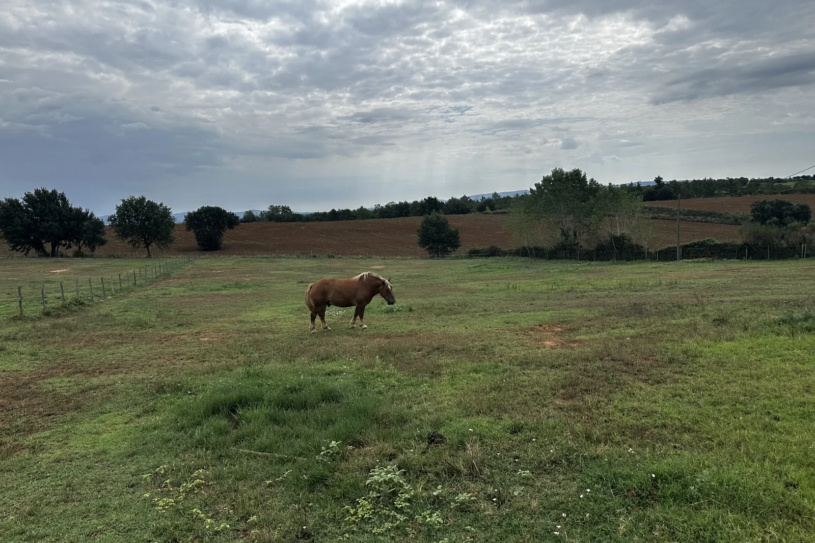 Prats oberts on pasturen en llibertat