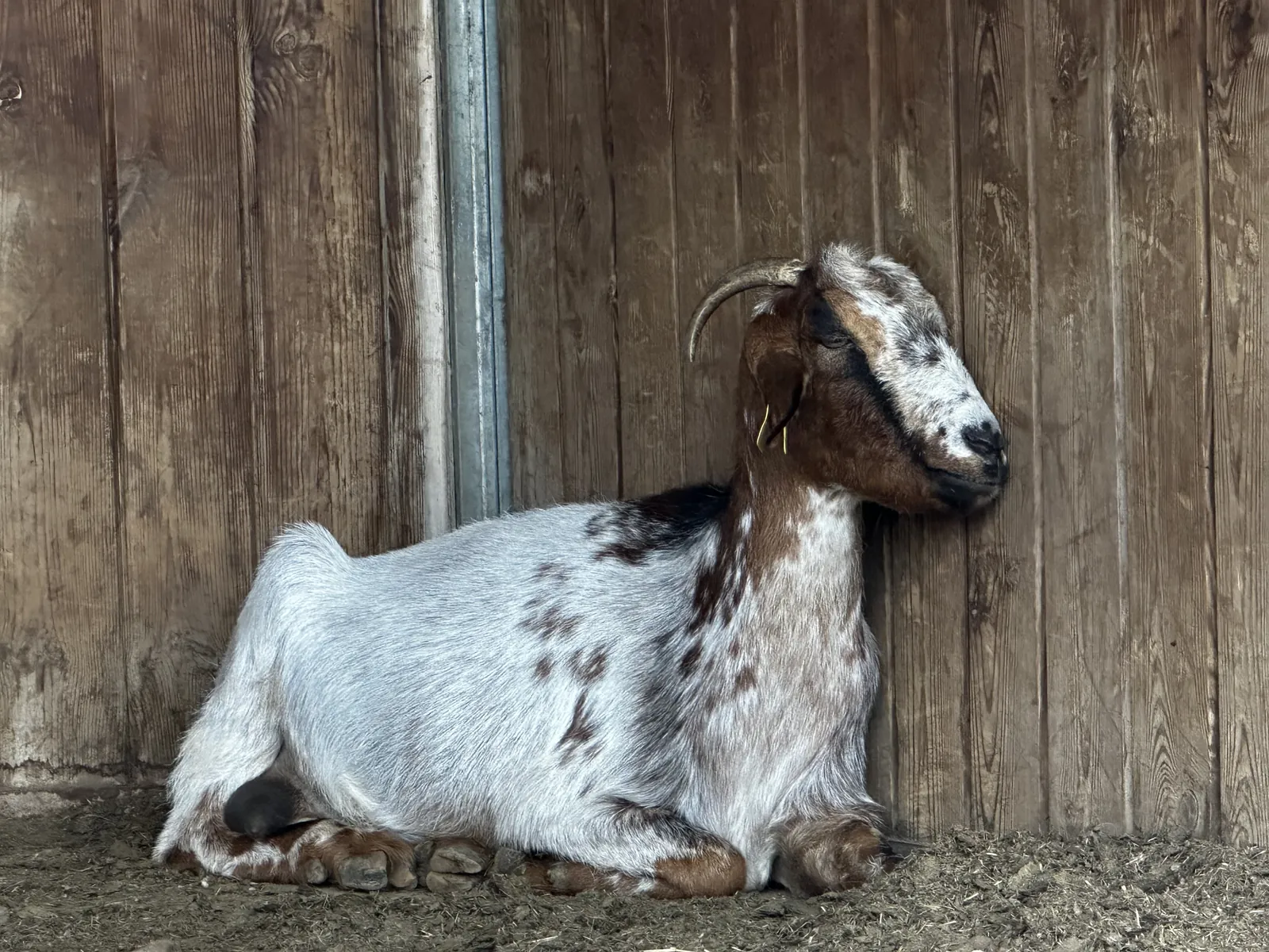Cavall de la manada