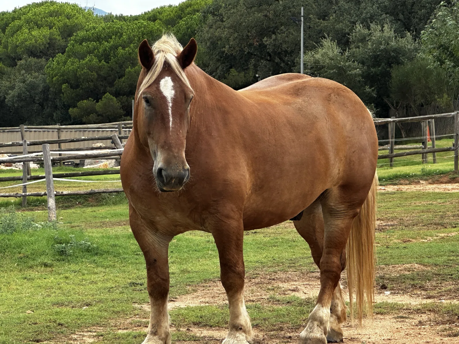 Cavall de la manada